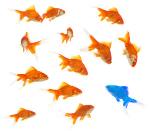 A school of vibrant orange fish swimming gracefully in the deep blue waters.