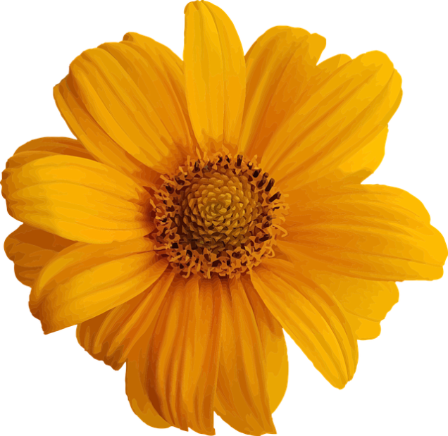 "A vibrant yellow flower blossoms against a contrasting black background.